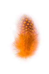 Colored feathers on white background