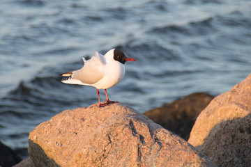 Single seagull on the rock