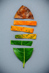 Leaves of different age of jack fruit tree on gray background. Ageing  and seasonal concept colorful leaves with flat lay and copy space.