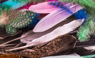 Colored feathers texture