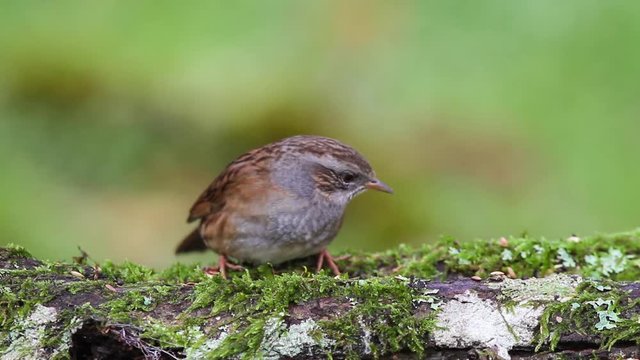 Dunnock (Prunella modularis) feeding on a natural bird feeder
