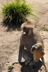 Obraz premium The monkeys