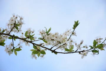 Blüte vom Mirabellenbaum