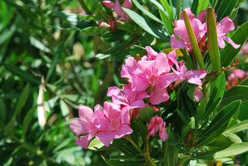 Obraz premium Pink flowers