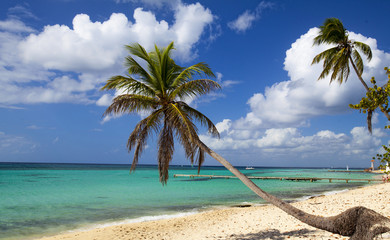 Palm tree  on tropical beach