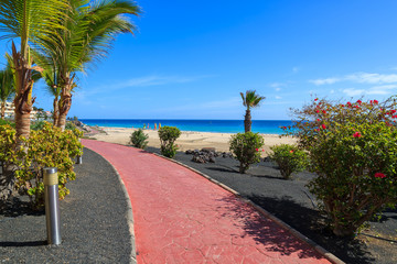 Fototapeta premium Palm trees on Morro Jable coastal promenade and beach view, Fuerteventura, Canary Islands, Spain