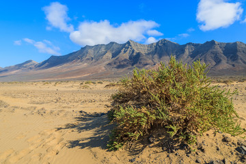 Green plant in arid mountain landscape near Cofete beach, Fuerteventura, Canary Islands, Spain