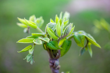 Buds in the spring/Bud of the walnut/walnut