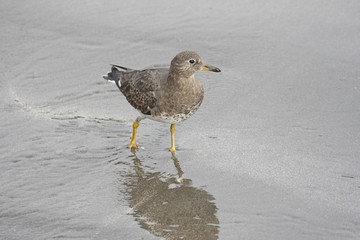Rock Sandpiper (Calidris ptilocnemis)