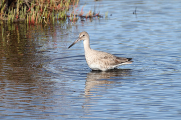 Willet (Catoptrophorus semipalmatus)