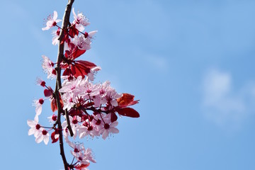 Japanische Kirschblüte im Frühling mit Himmel im Hintergrund