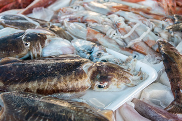 Tintenfische auf Fischmarkt in Italien