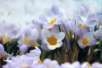 Fototapeta na wymiar Crocus spring flowers