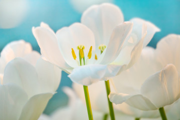 White tulips