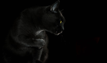 Russian Blue Cat beautiful portrait emotion happiness fluffy