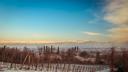 snowy morning in the vineyard