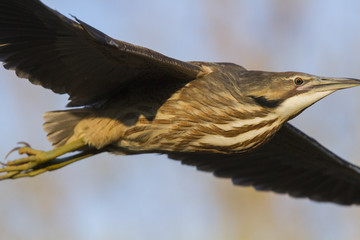 American bittern in spring