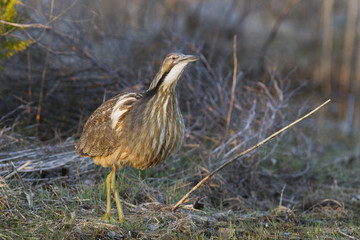 American bittern in spring