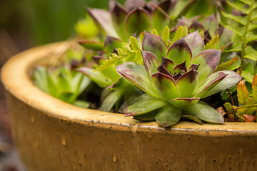Succulent