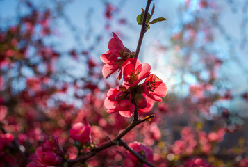 Blooming Japanese quince