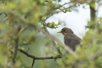 Blackbird (turdus merula) female singing in a tree