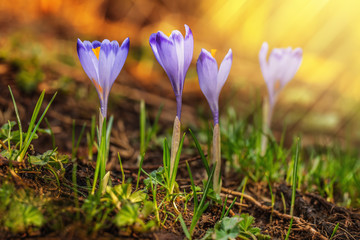 Spring crocuses with sunlight