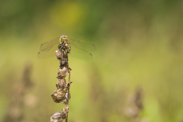 Vagrant darter Sympetrum vulgatum male