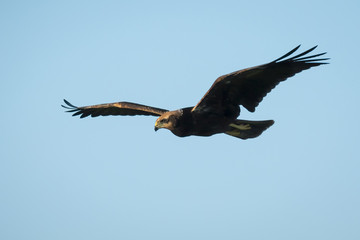 Western marsh harrier, Circus aeruginosus, in flight hunting closeup
