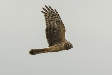 Hen harrier Circus cyaneus hunting
