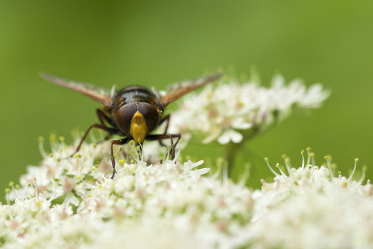 Volucella zonaria hornet mimic hoverfly insect