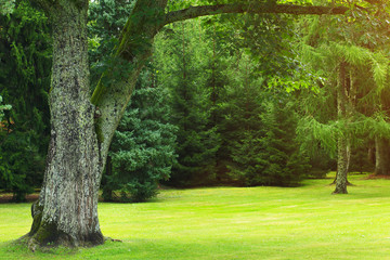 Green natural background