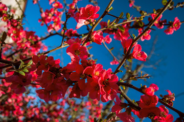 Blooming Japanese quince