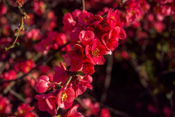 Blooming Japanese quince
