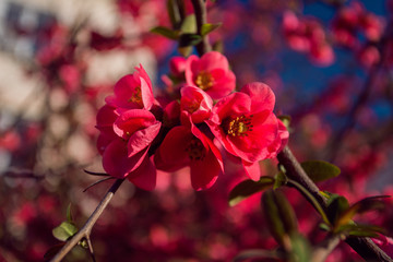 Blooming Japanese quince
