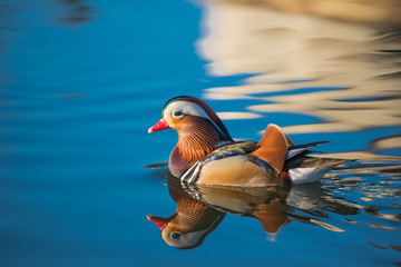 Mandarinente (Aix galericulata)