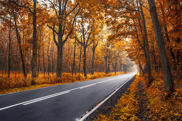 Autumn road