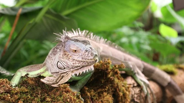 Large Green Iguana lying on a branch and looking directly at the camera
