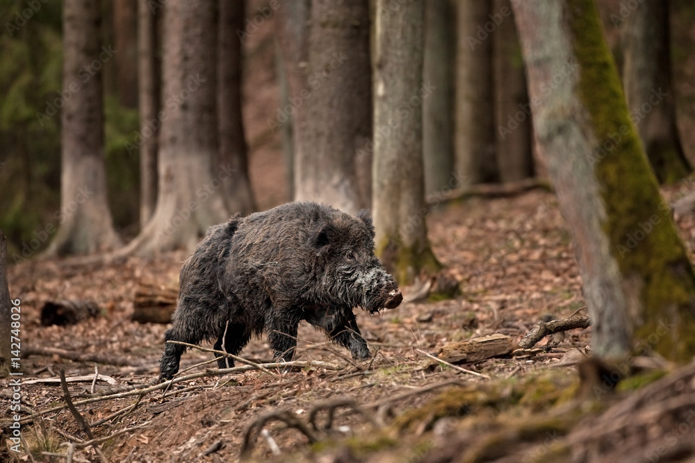 Wall mural wild boar, sus scrofa, czech republic