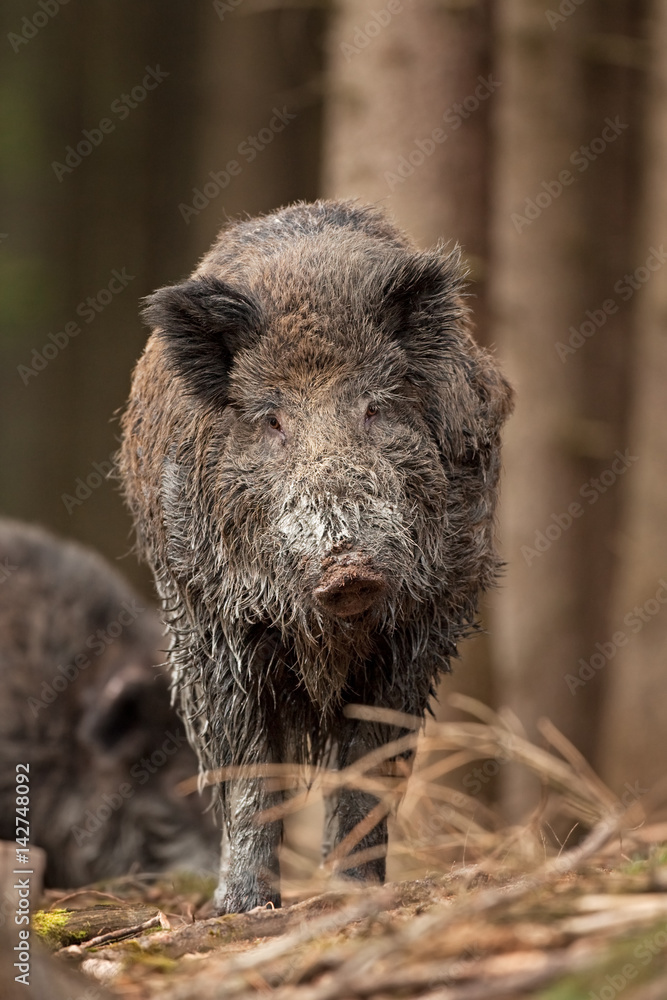 Wall mural wild boar, sus scrofa, czech republic
