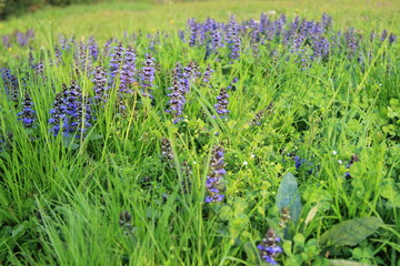 Analisi per allergia da fiori selvatici