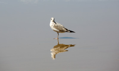 le Maroc