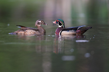 Hen and Drake Wood Ducks on the Water