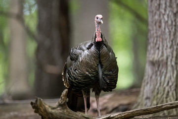 Male Wild Turkey with Beard