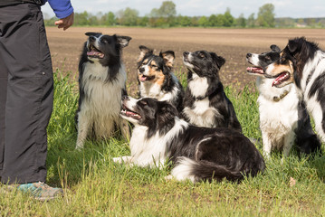 Ein Rudel gehorsamer Hunde - Border Collies in allen Altersklassen vom Junghund bis zum Senior. 