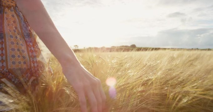 Close-up of woman's hand running through organic wheat field, steadicam shot. Slow motion. Girl's hand touching wheat ears closeup. Sun lens flare. Sustainable harvest concept.