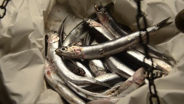 Sardina pilchardus