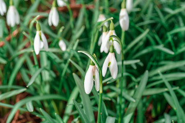 Snowdrop flowers on a forest meadow