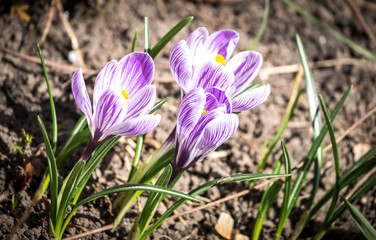 Crocus flowers on the flowerbed