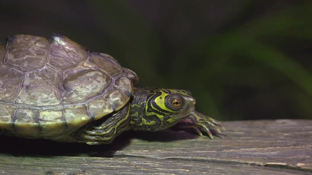Painted box turtle sitting on log in evening lighting blinking eyes.
