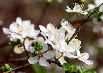 Blüten des Zwetschgenbaumes, prunus domestica © Gabriele Rohde